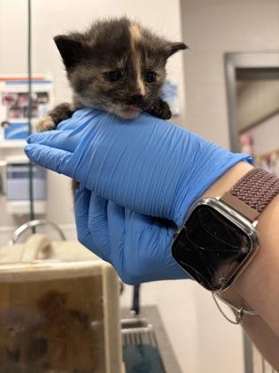 Trix, Adoptable, Kitten Female Domestic Short Hair & Domestic Short Hair.