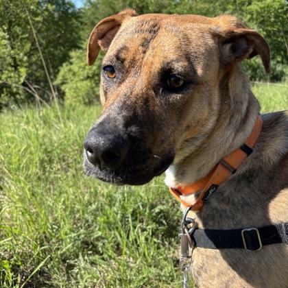 Enlarge Maxi, a Adoptable mixed breed in Janesville, WI image 1/3