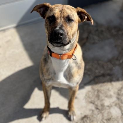 Maxi, Adoptable, Young Female Mixed Breed & Mixed Breed.