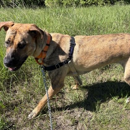 Enlarge Maxi, a Adoptable mixed breed in Janesville, WI image 2/3
