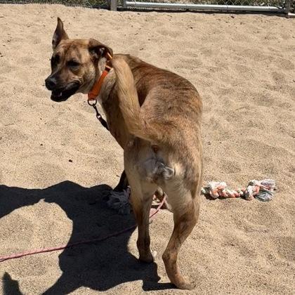 Maxi, Adoptable, Young Female Mixed Breed & Mixed Breed.