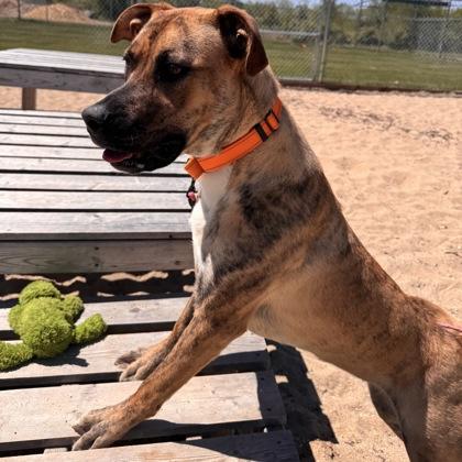 Enlarge Maxi, a Adoptable mixed breed in Janesville, WI image 3/3