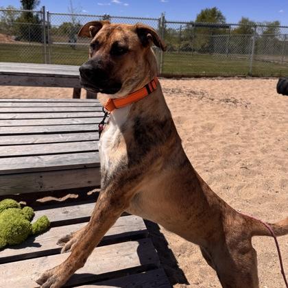 Enlarge Maxi, a Adoptable mixed breed in Janesville, WI image 3/3