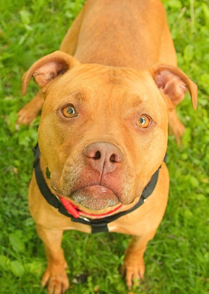 Lisa, a Adoptable Pit Bull Terrier in Utica, MI image 1/3