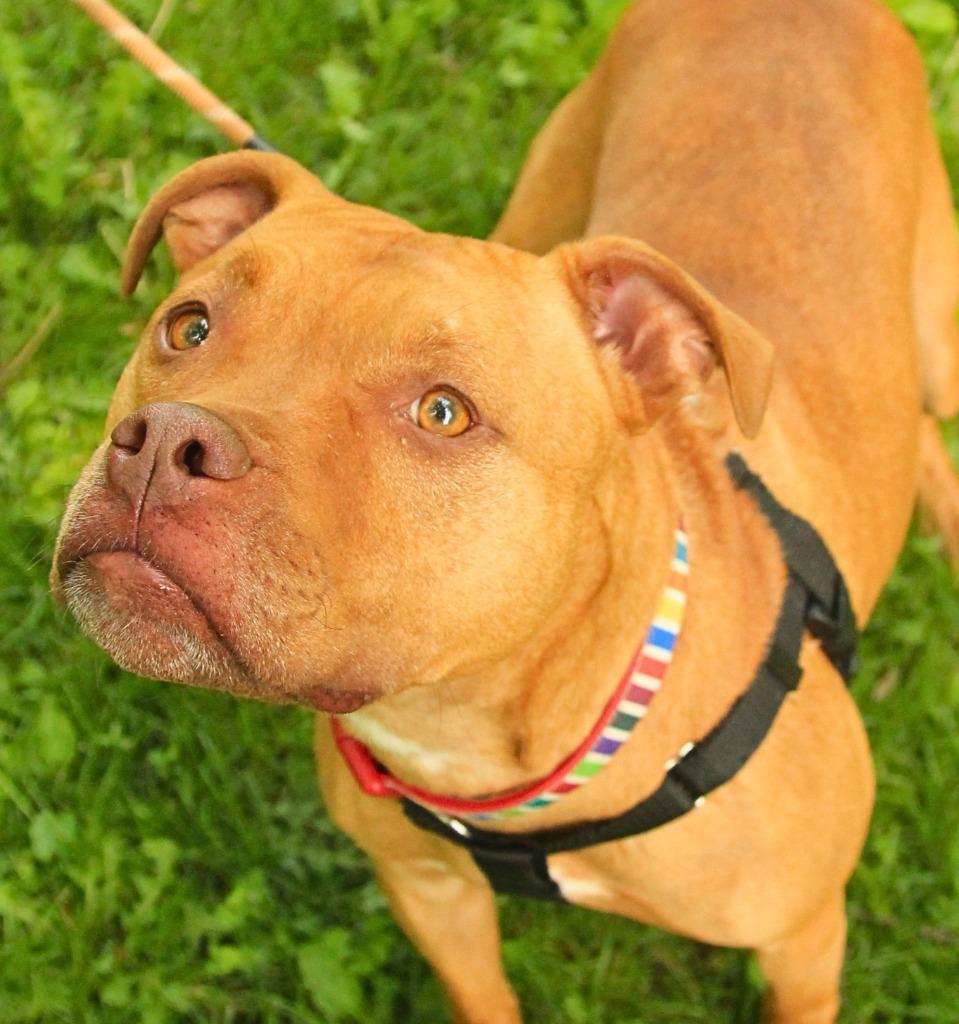 Lisa, a Adoptable Pit Bull Terrier in Utica, MI image 2/3