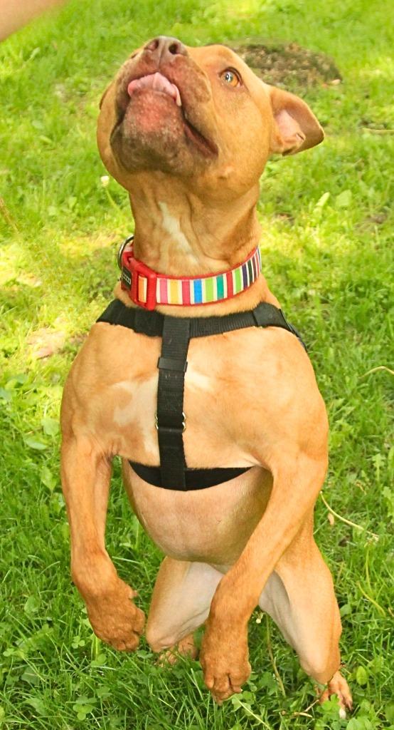 Lisa, a Adoptable Pit Bull Terrier in Utica, MI image 3/3