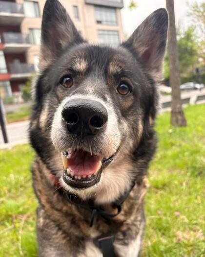 Loco, Adoptable, Senior Male Mixed Breed & Mixed Breed.
