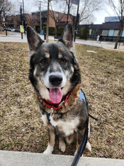 Loco, a Adoptable mixed breed in Montreal, QC image 2/3