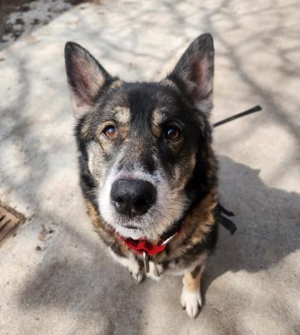 Loco, a Adoptable mixed breed in Montreal, QC image 3/3