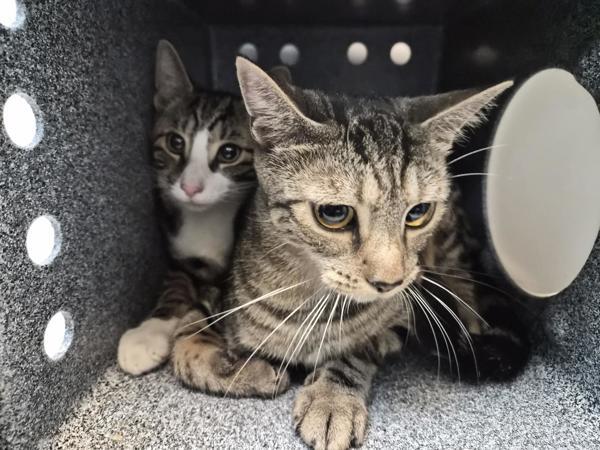 Penguin, Adoptable, Adult Female Domestic Short Hair.