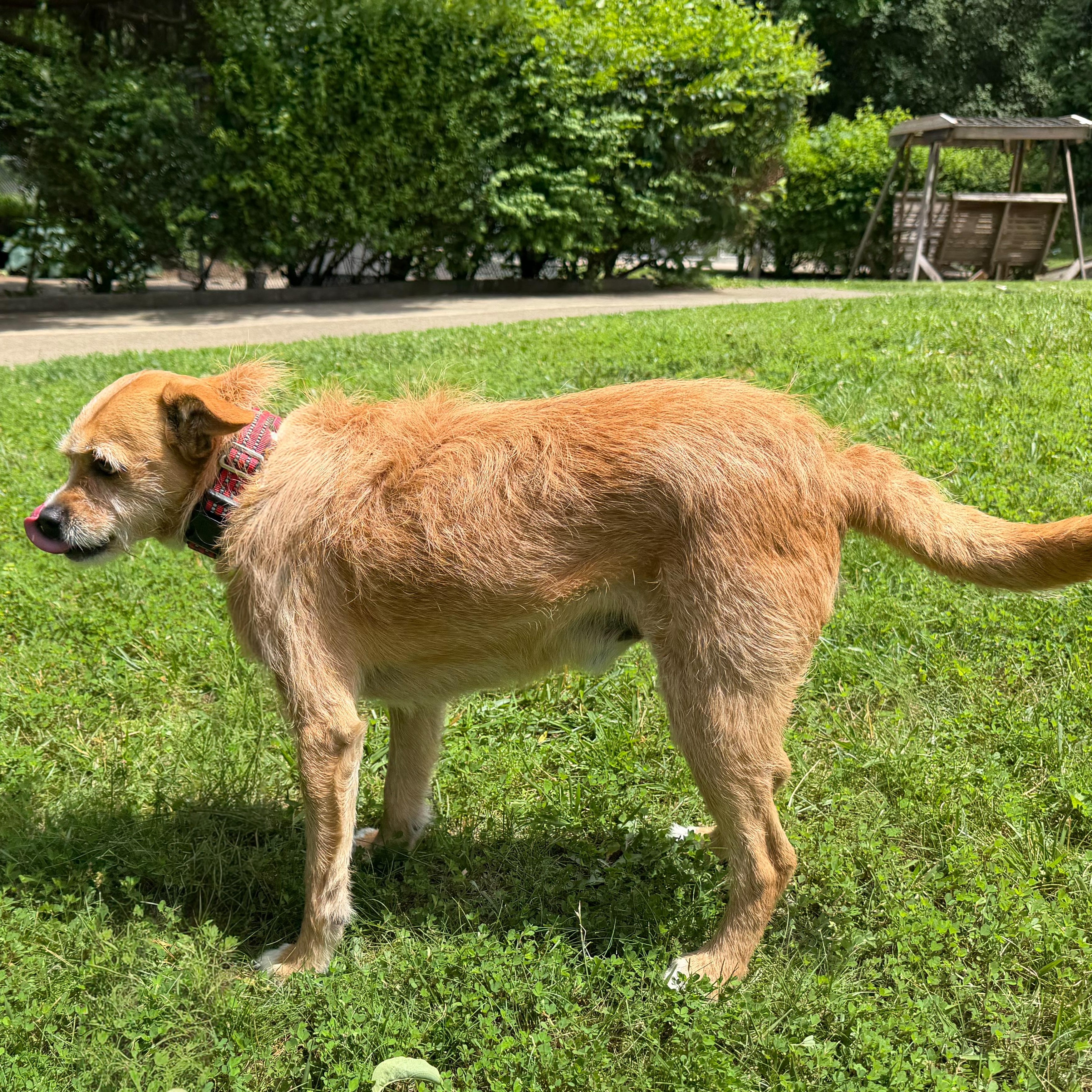 Gus, an adopted mixed breed in Latrobe, PA image 2/3