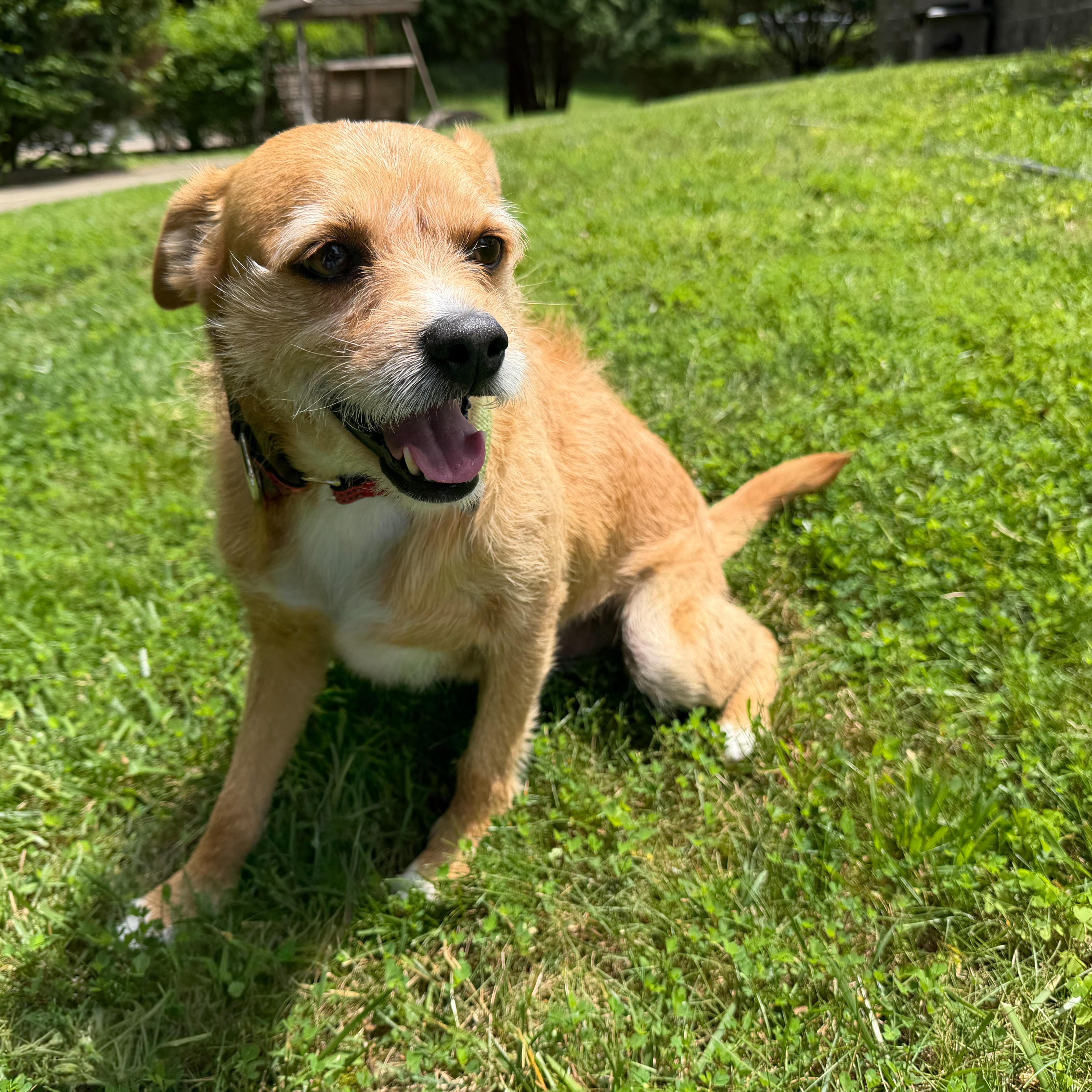 Gus, an adopted mixed breed in Latrobe, PA image 1/3