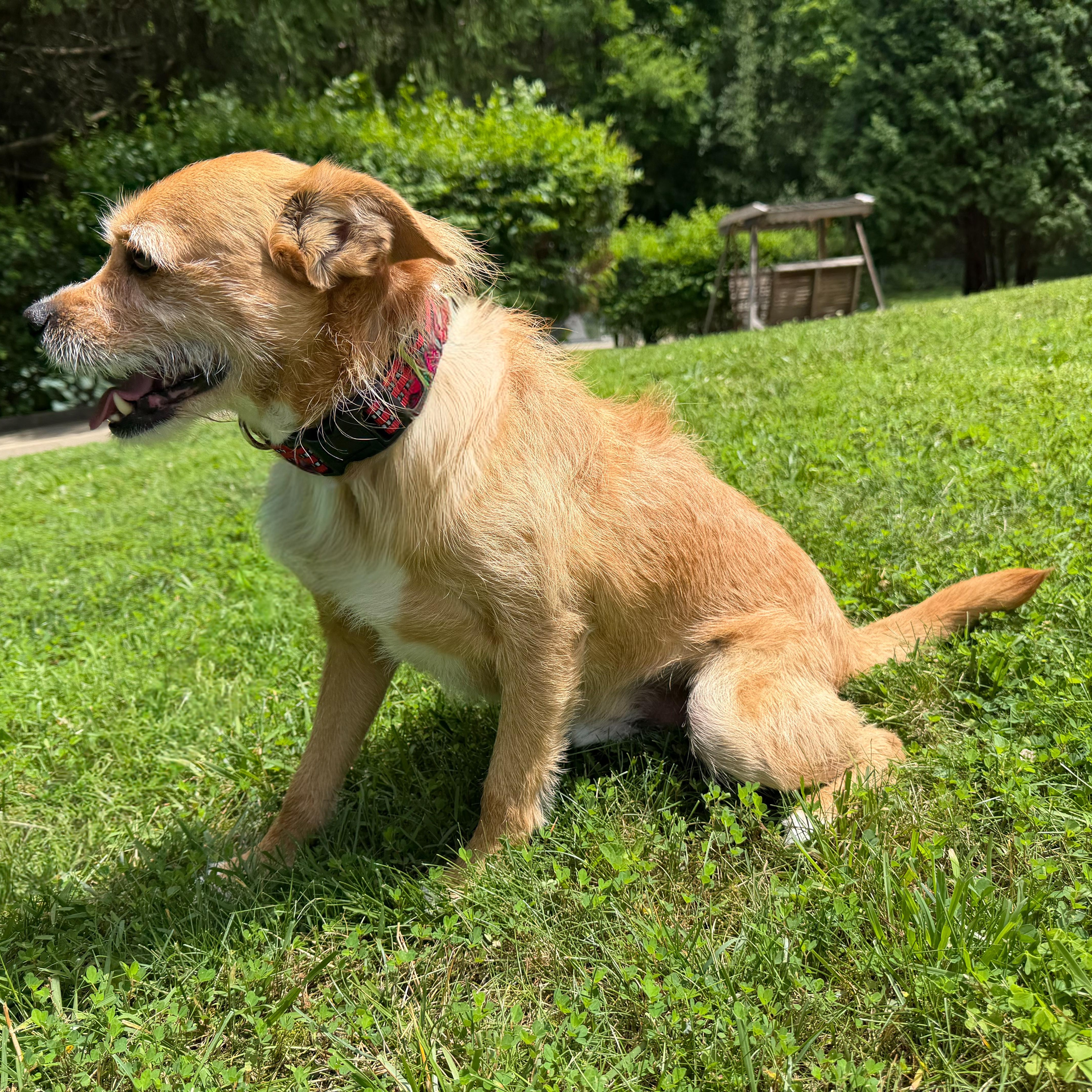 Gus, an adopted mixed breed in Latrobe, PA image 3/3
