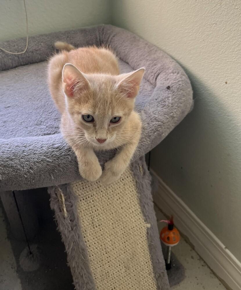 Maple, Adoptable, Kitten Male Domestic Short Hair.