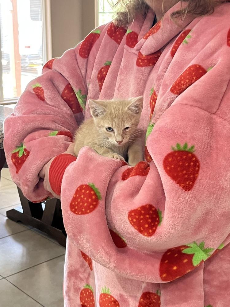 Maple, a Adoptable Domestic Short Hair in Lancaster, CA image 2/2