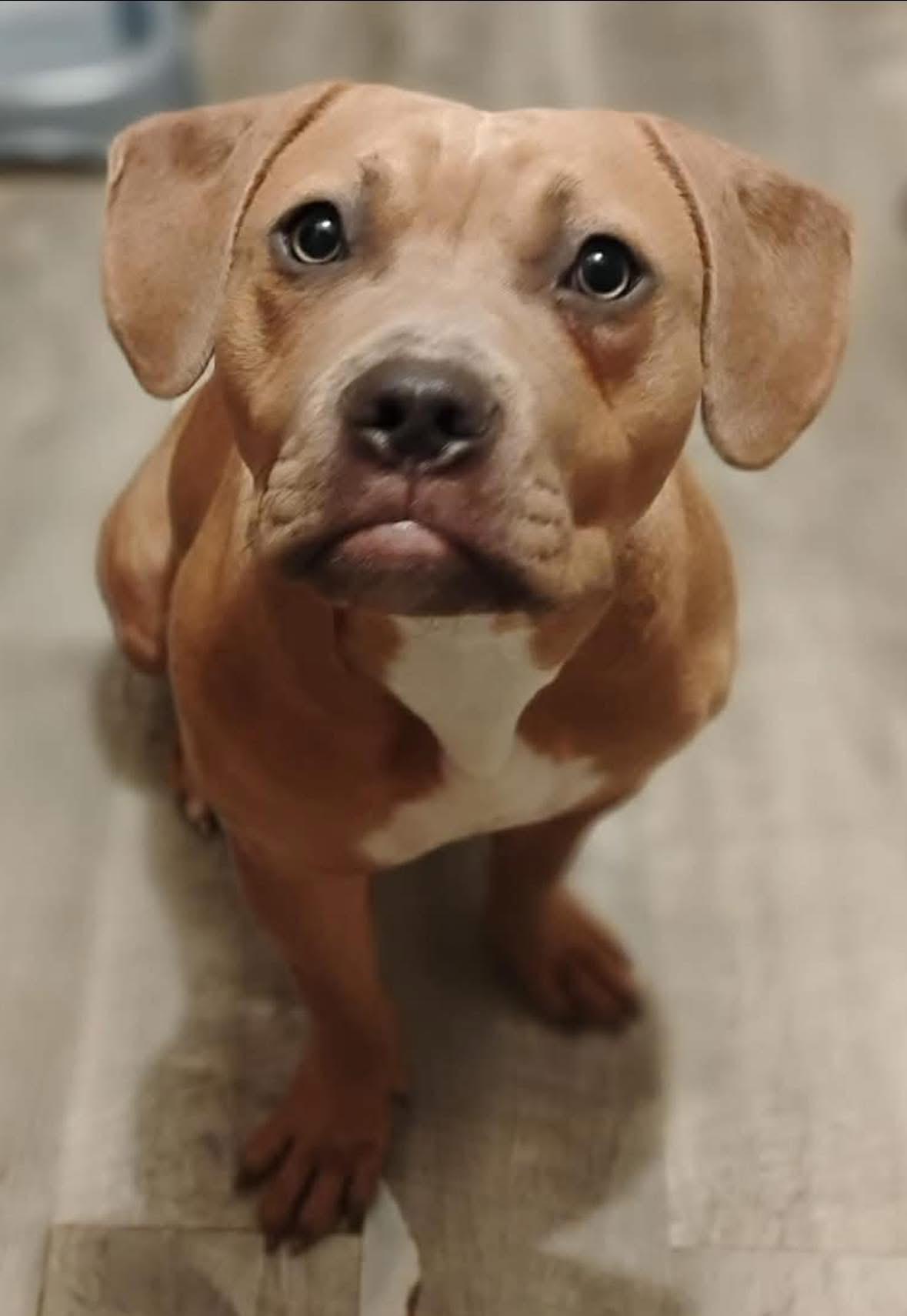 Vesla (in New England) — thumbnail 2