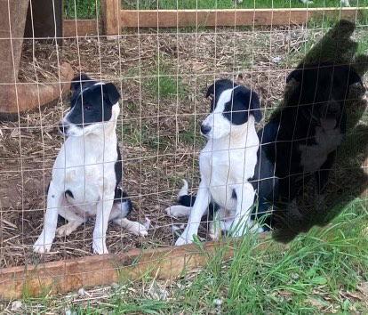 Oliver, Adoptable, Young Male Border Collie & Terrier.