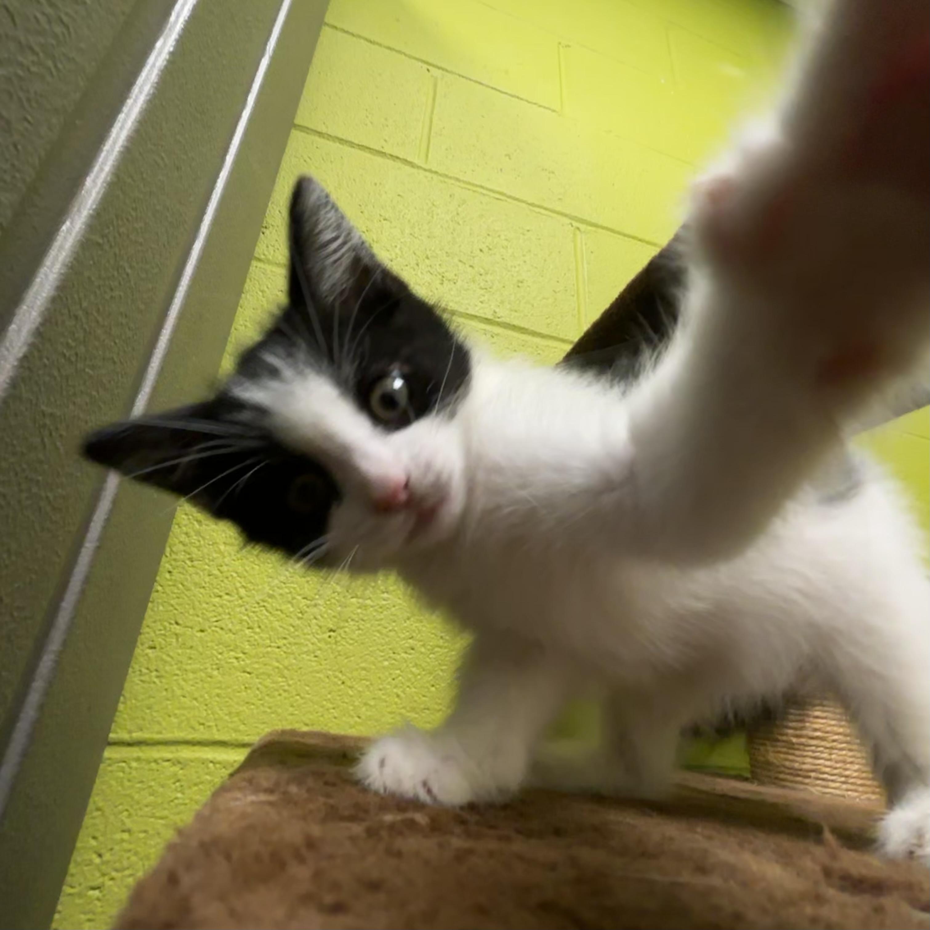Meg, an adopted Domestic Medium Hair in Waynesburg, PA image 3/6