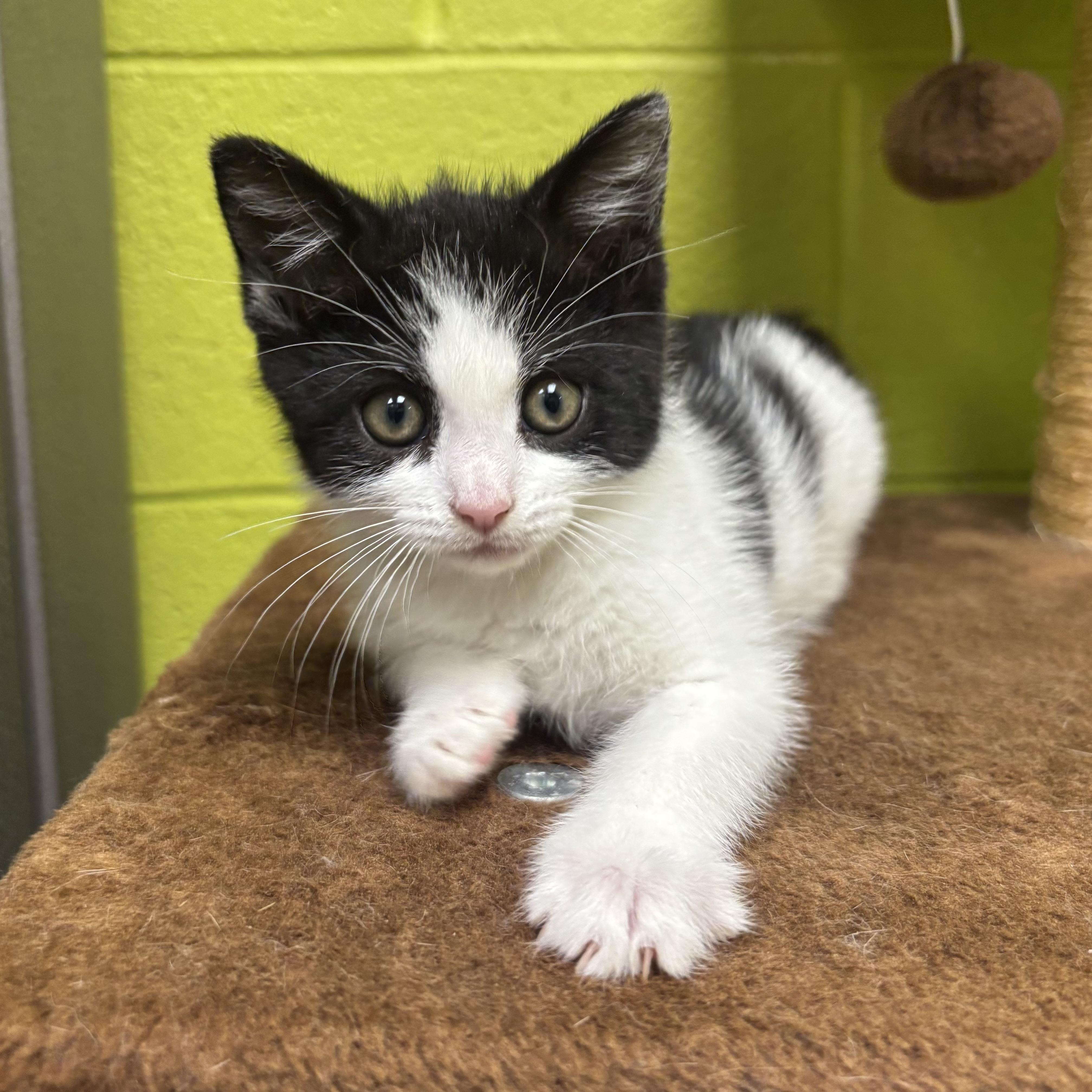 Meg, an adopted Domestic Medium Hair in Waynesburg, PA image 4/6