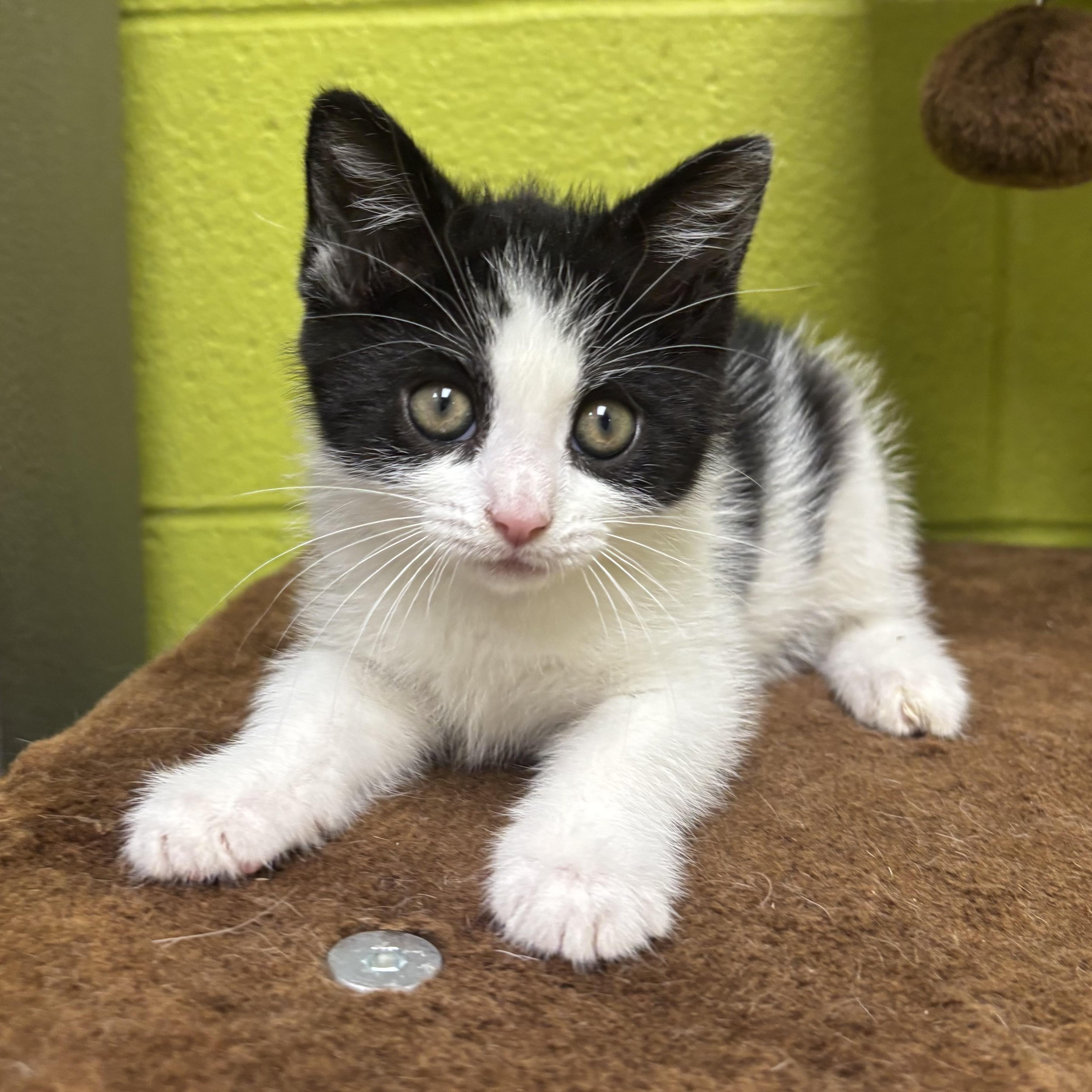 Meg, an adopted Domestic Medium Hair in Waynesburg, PA image 1/6