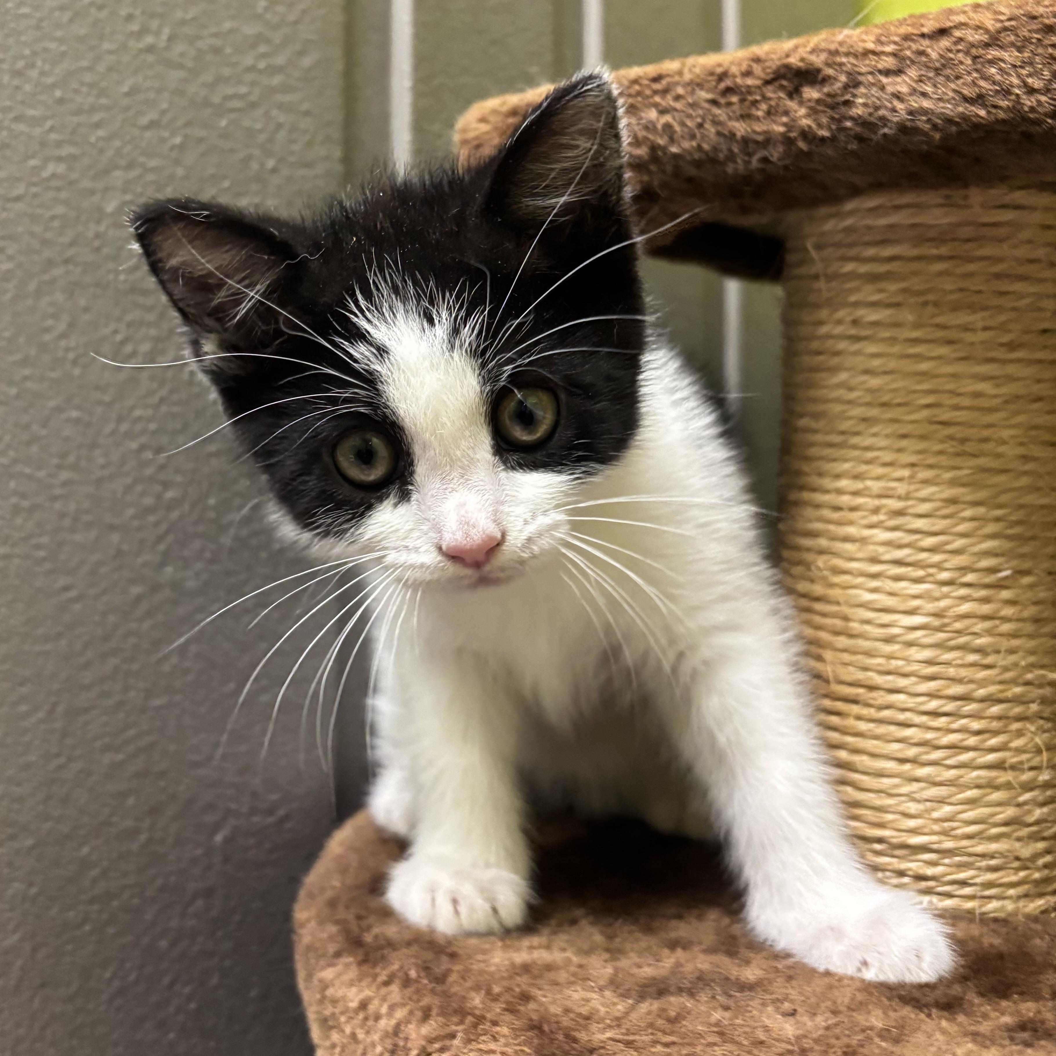 Meg, an adopted Domestic Medium Hair in Waynesburg, PA image 5/6