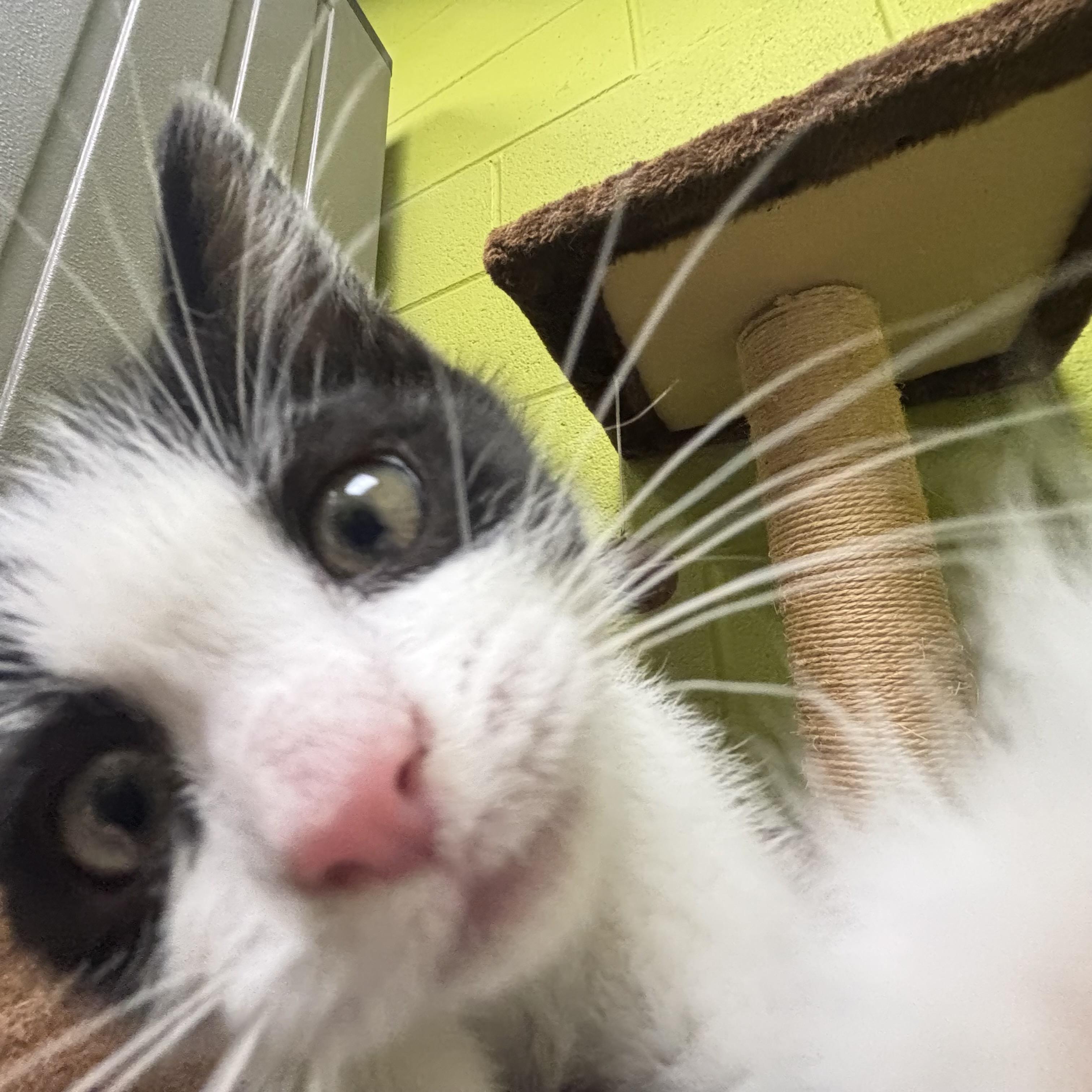 Meg, an adopted Domestic Medium Hair in Waynesburg, PA image 6/6