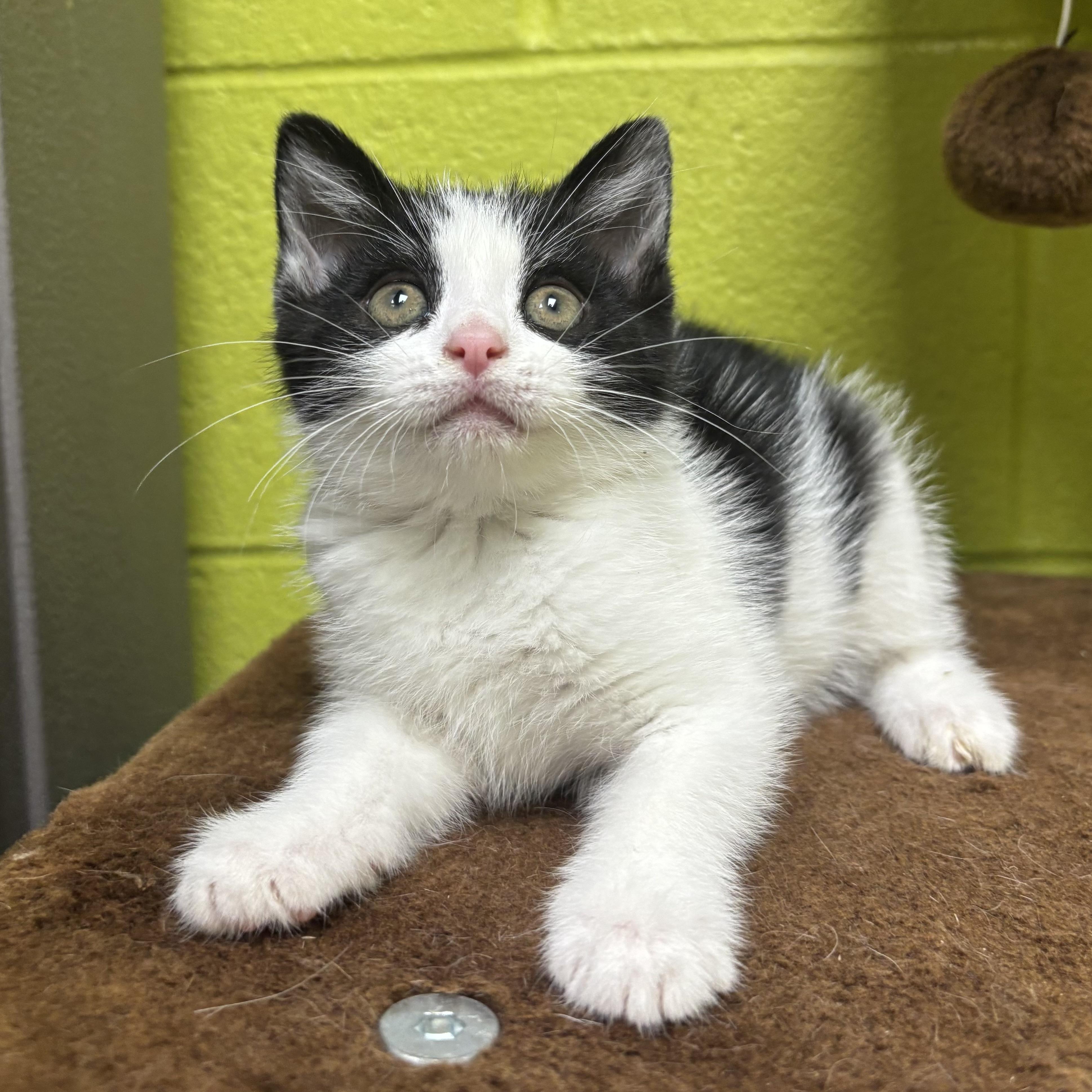 Meg, an adopted Domestic Medium Hair in Waynesburg, PA image 2/6