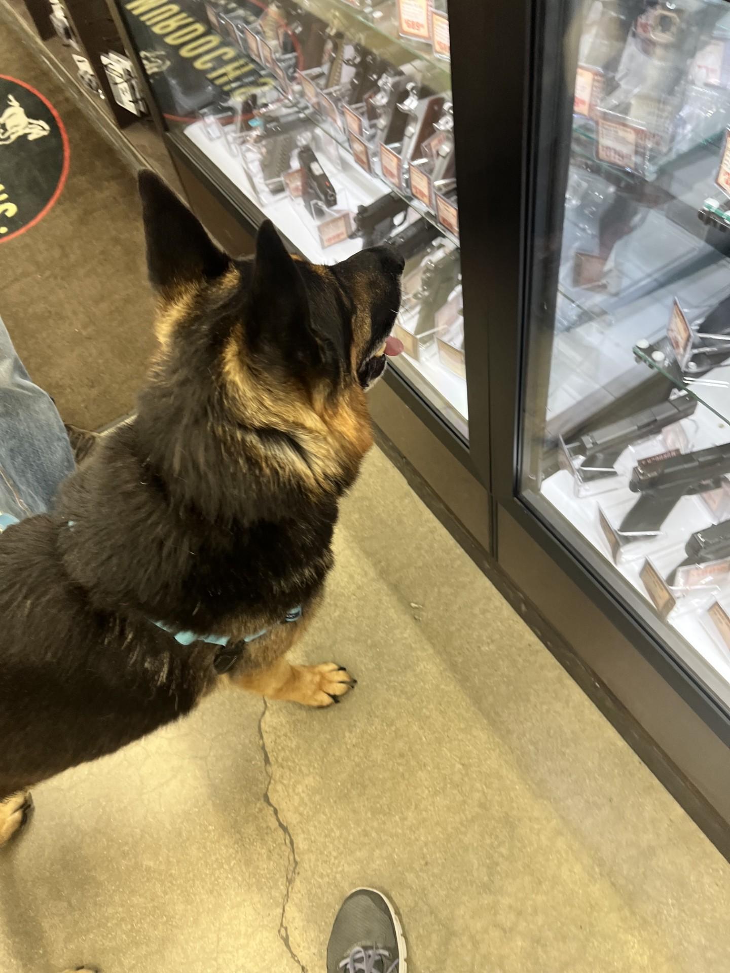 Bear, an adoptable German Shepherd Dog in Hamilton, MT, 59840 | Photo Image 2