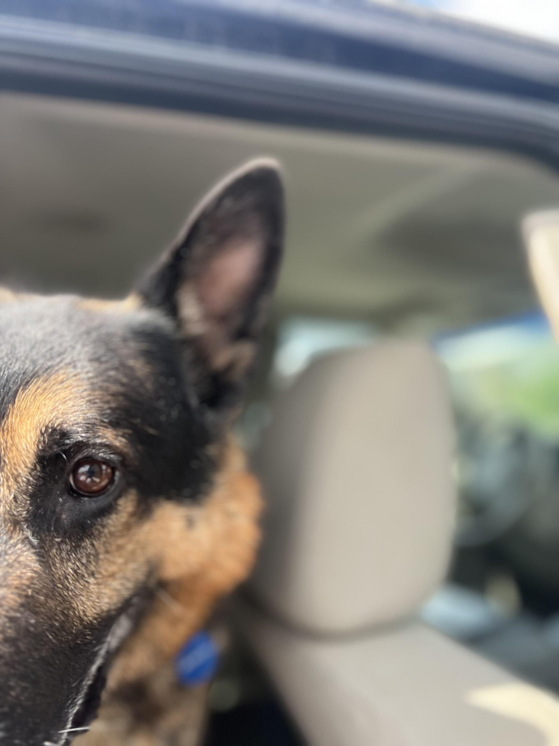 Bear, an adoptable German Shepherd Dog in Hamilton, MT, 59840 | Photo Image 3