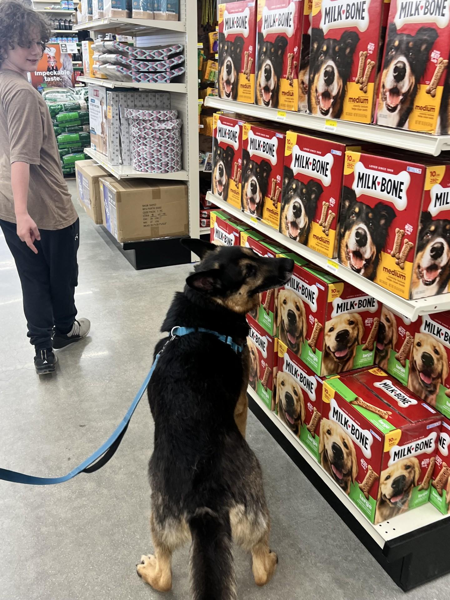 Bear, an adoptable German Shepherd Dog in Hamilton, MT, 59840 | Photo Image 6
