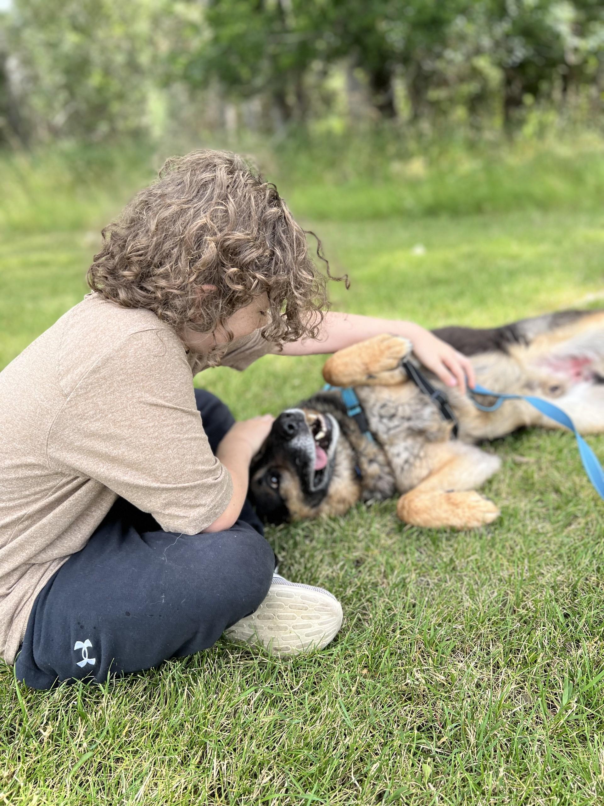 Bear, an adoptable German Shepherd Dog in Hamilton, MT, 59840 | Photo Image 5