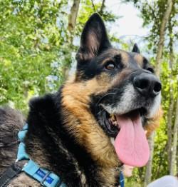 Bear, an adoptable German Shepherd Dog in Hamilton, MT, 59840 | Photo Image 1