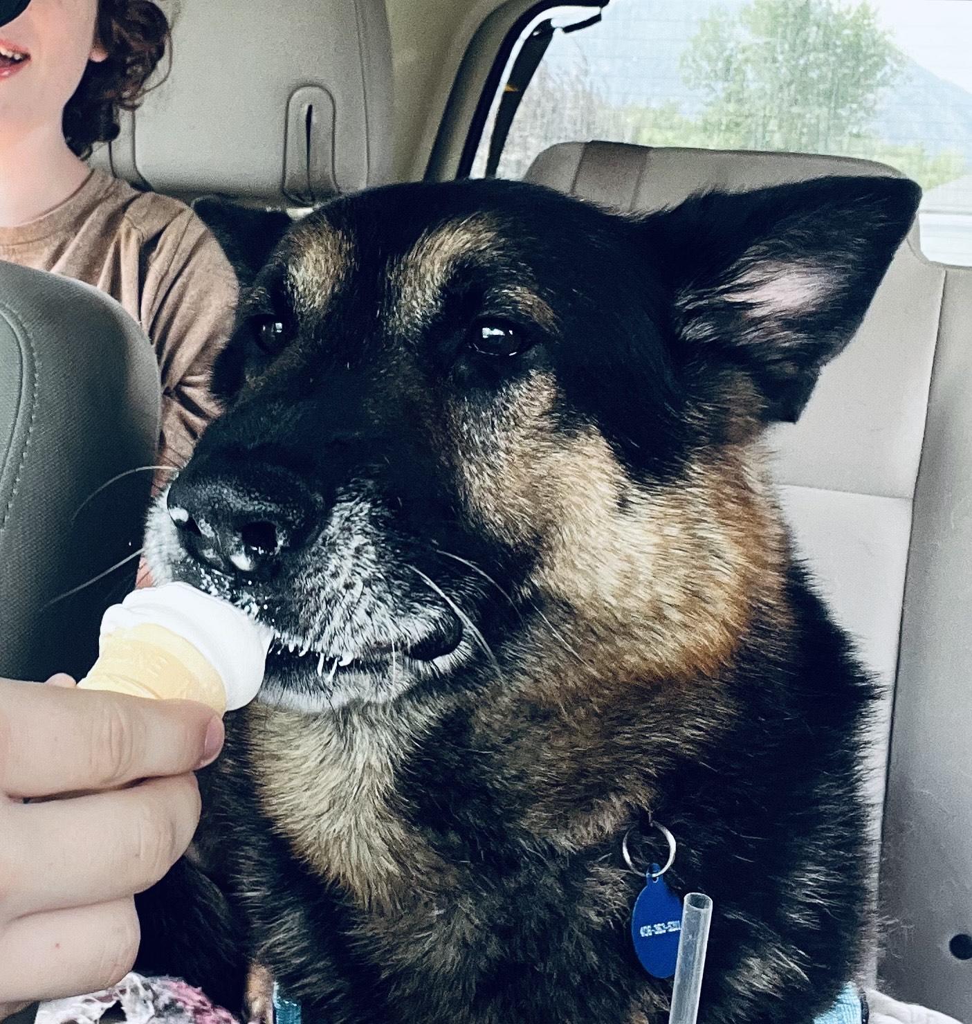 Bear, an adoptable German Shepherd Dog in Hamilton, MT, 59840 | Photo Image 4