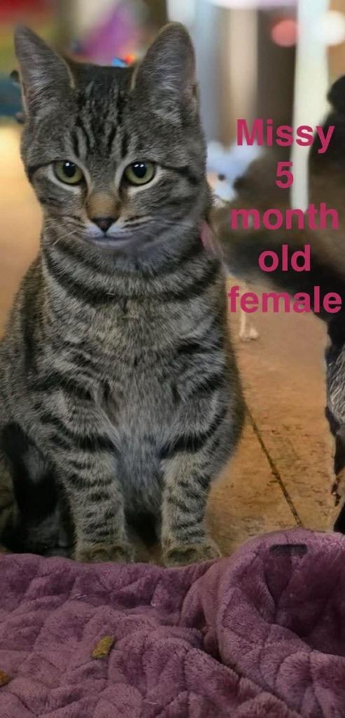 Missy, Adoptable, Kitten Female Domestic Short Hair.