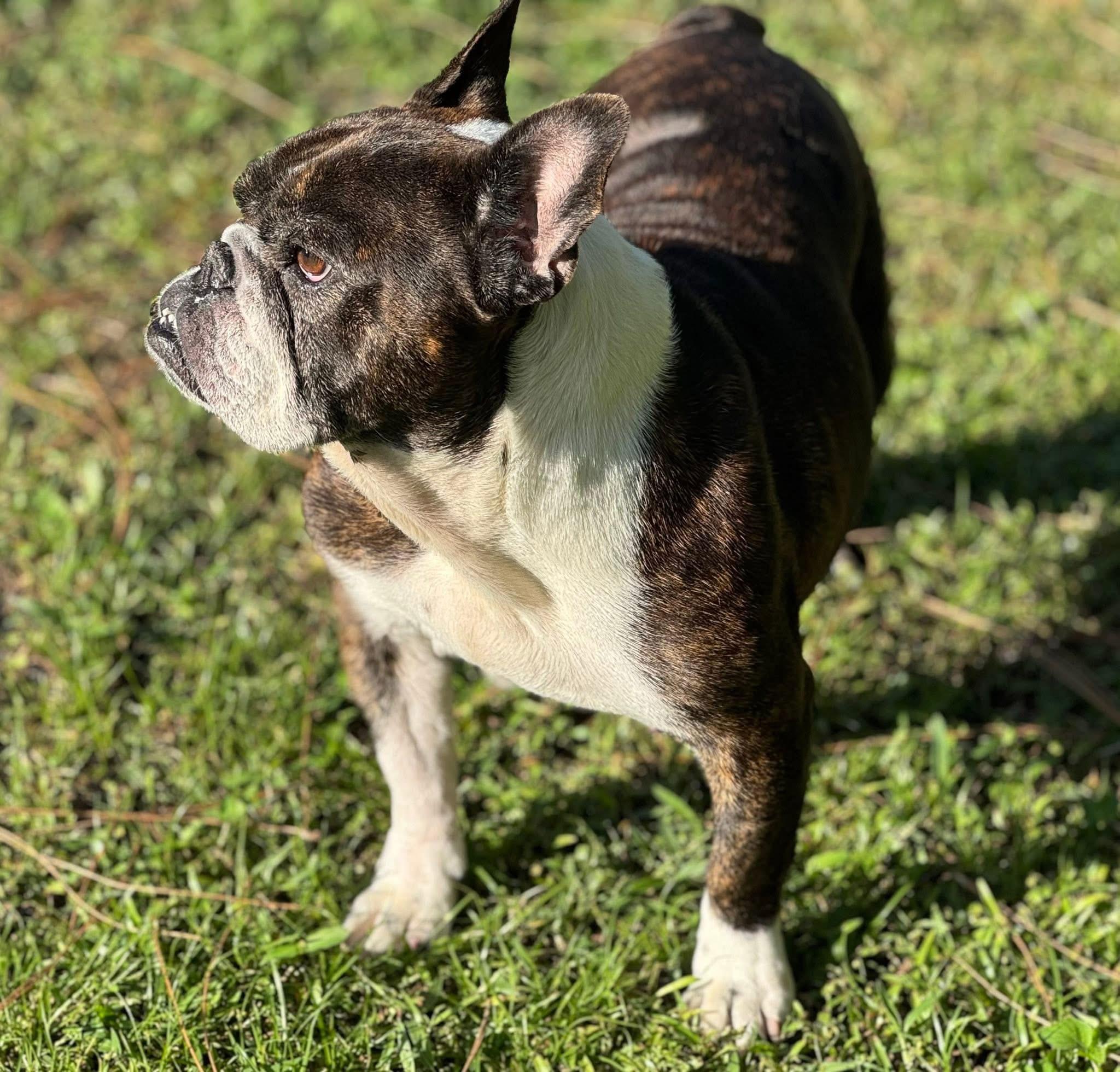 Enlarge Tallulah, a Adoptable mixed breed in Palm springs, FL image 3/5