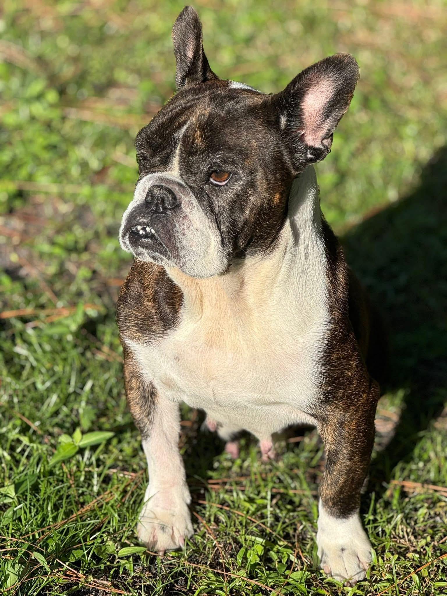 Enlarge Tallulah, a Adoptable mixed breed in Palm springs, FL image 5/5