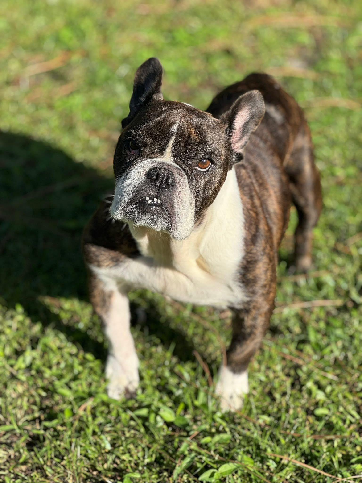 Tallulah, Adoptable, Adult Female Bulldog & French Bulldog.