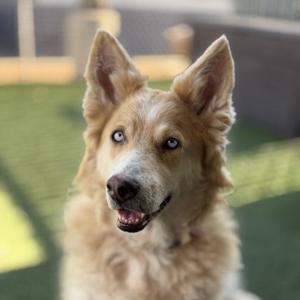 Queenie, ADOPTABLE, Adult Female Alaskan Malamute.