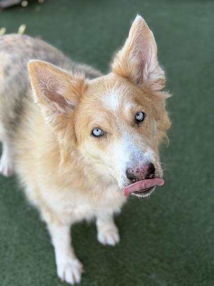 Queenie, a ADOPTABLE mixed breed in Sacramento, CA image 2/3