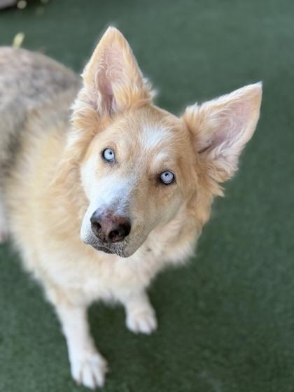 Queenie, a ADOPTABLE mixed breed in Sacramento, CA image 3/3