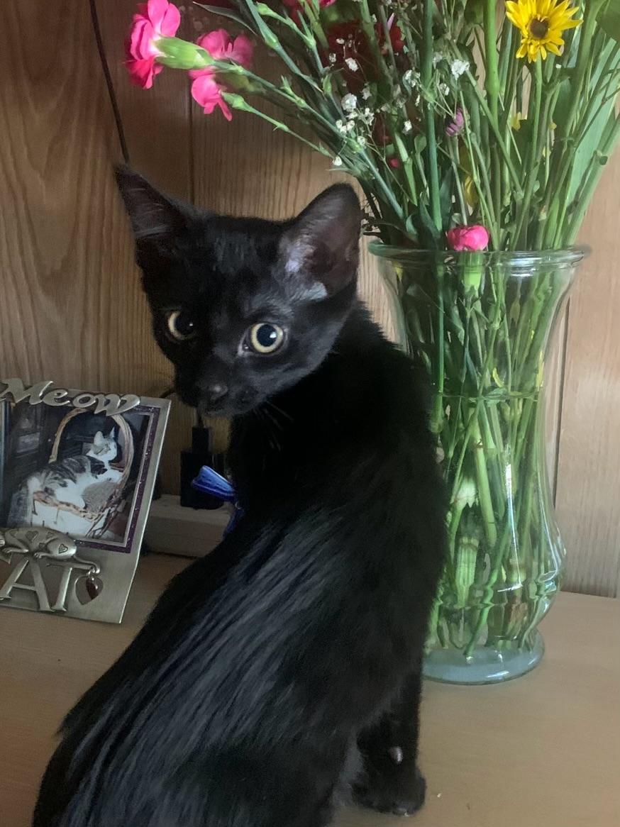 LUCKY 2, Adoptable, Kitten Male Bombay.