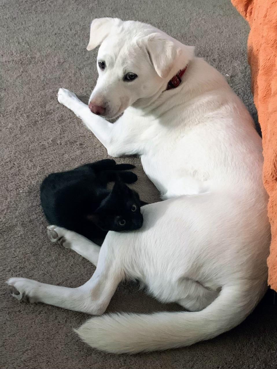 LUCKY 2, a Adoptable mixed breed in Palmdale, CA image 3/5