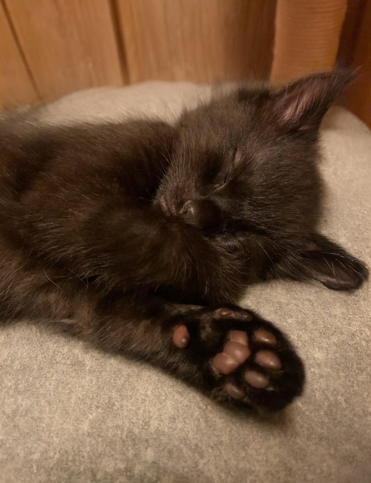 LUCKY 2, a Adoptable mixed breed in Palmdale, CA image 4/5