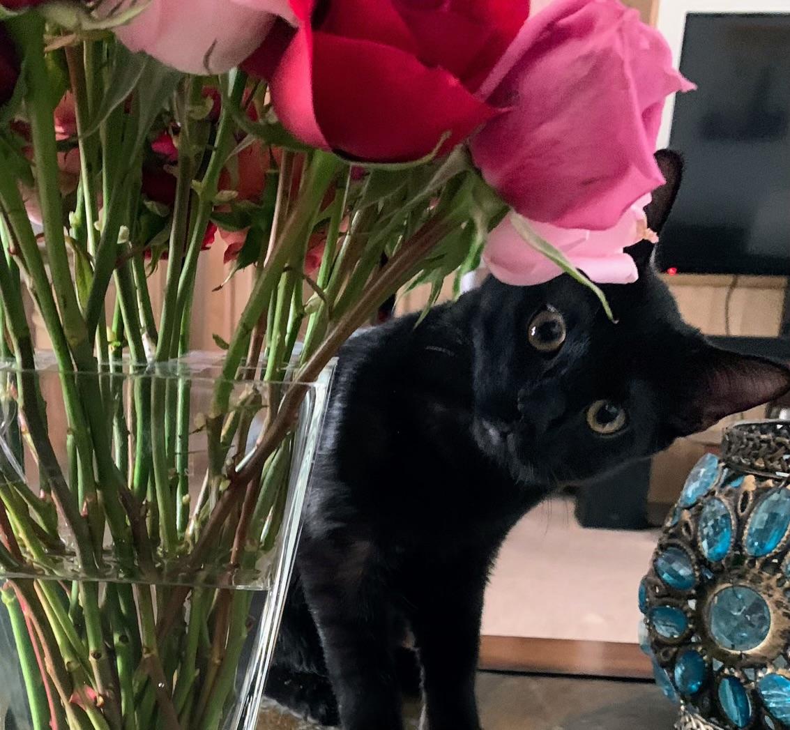 LUCKY  2, Adoptable, Kitten Male Bombay.