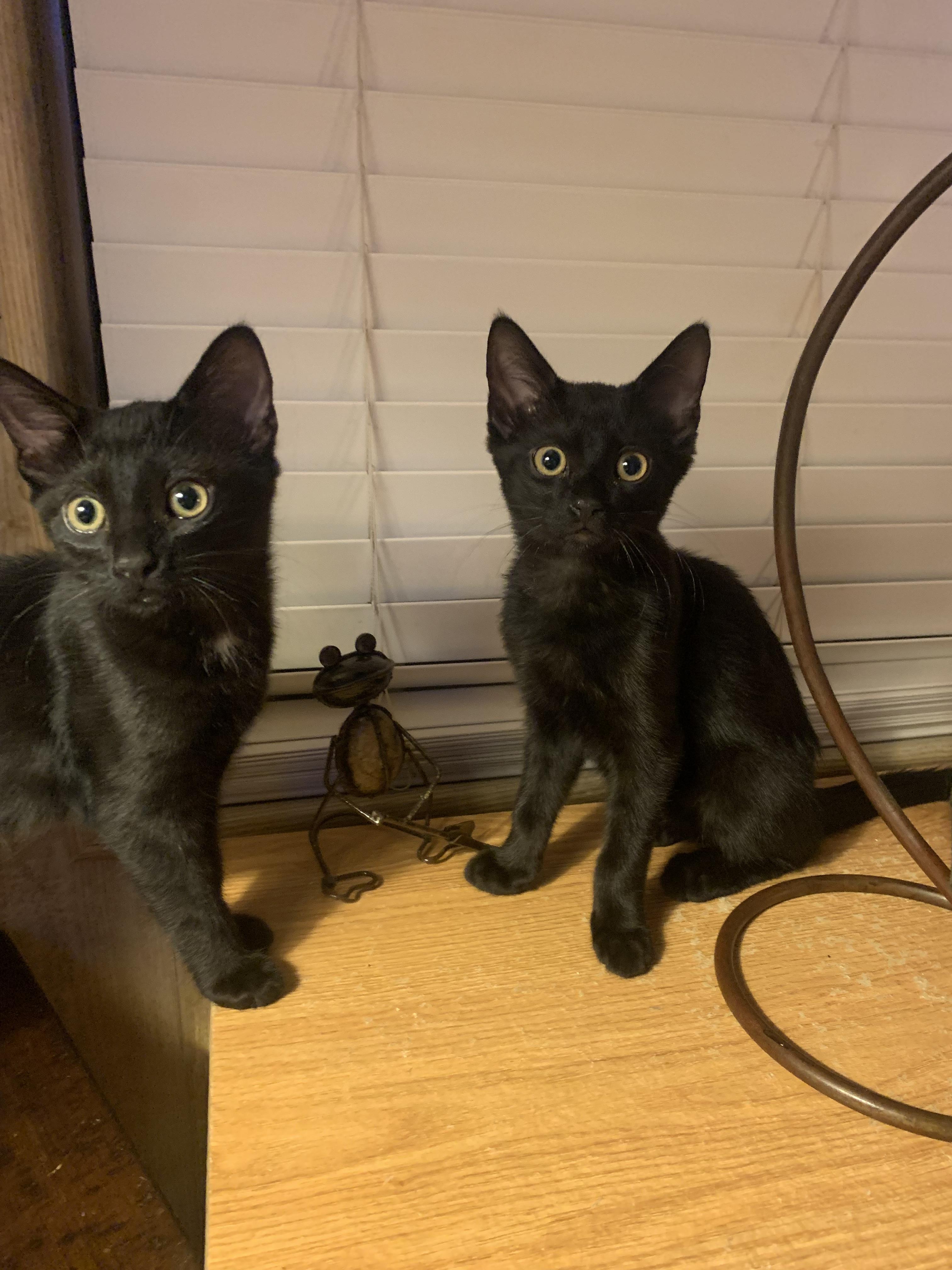 LUCKY 2, a Adoptable mixed breed in Palmdale, CA image 5/5