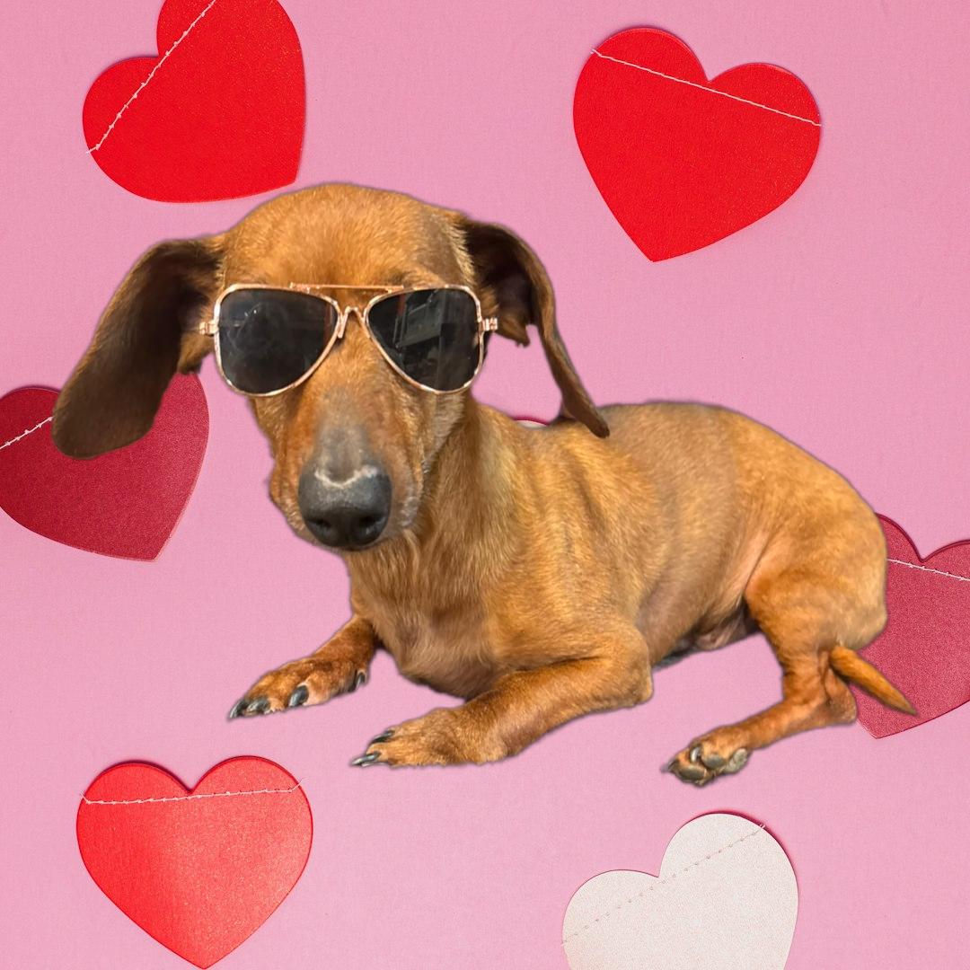 Lilo, ADOPTABLE, Adult Male Dachshund.