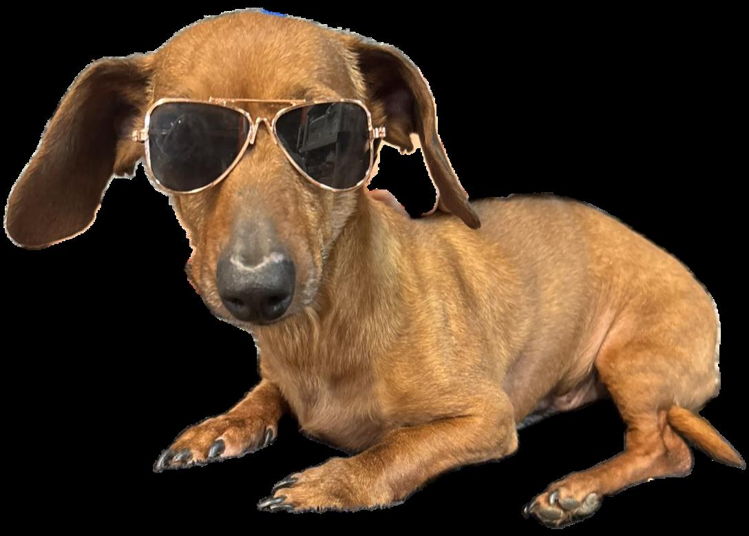 Enlarge Lilo, a ADOPTABLE Dachshund in Dallas, GA image 3/3