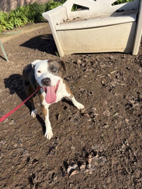 POSSUM, Adoptable, Adult Female Pit Bull Terrier & Mixed Breed.