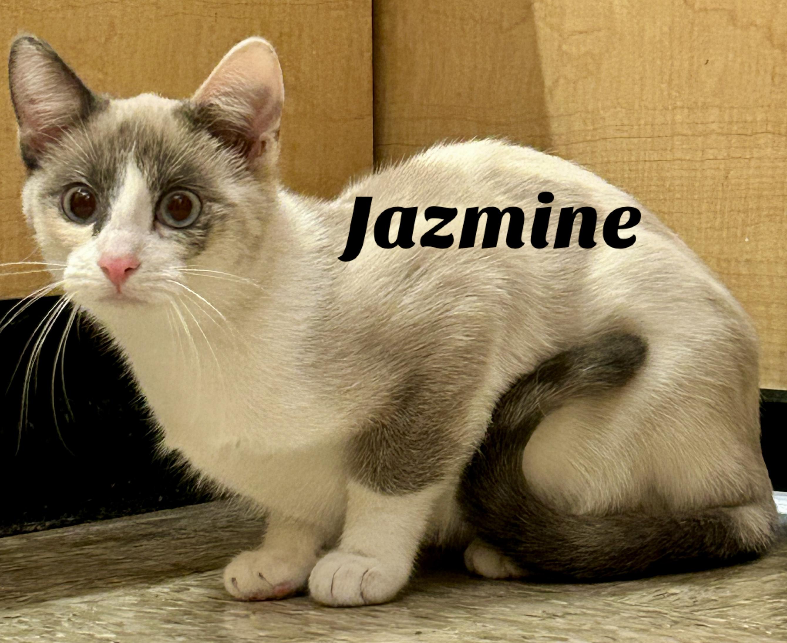 Enlarge Jazmine, a ADOPTABLE mixed breed in Owasso, OK image 1/2