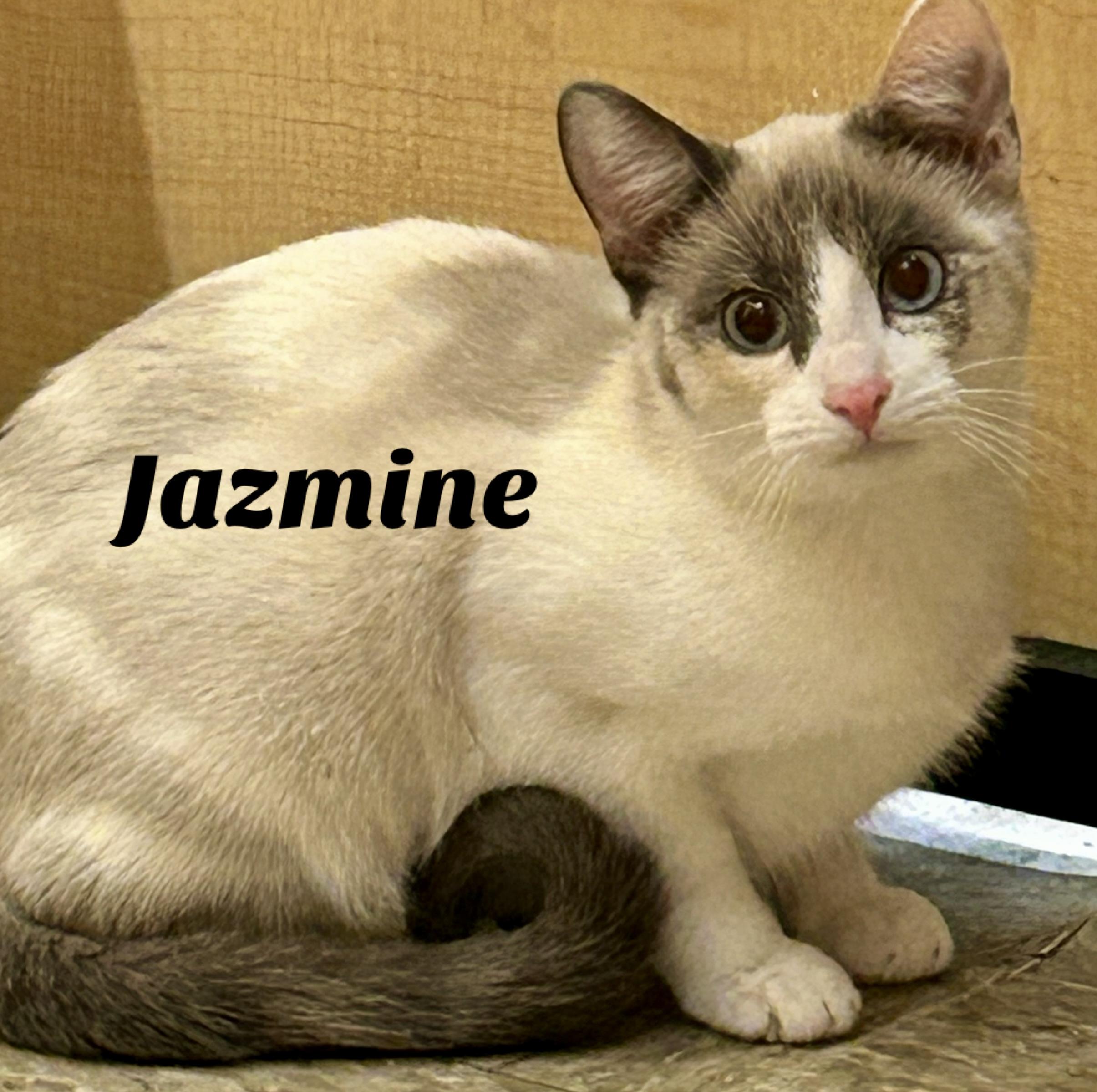 Enlarge Jazmine, a ADOPTABLE mixed breed in Owasso, OK image 2/2